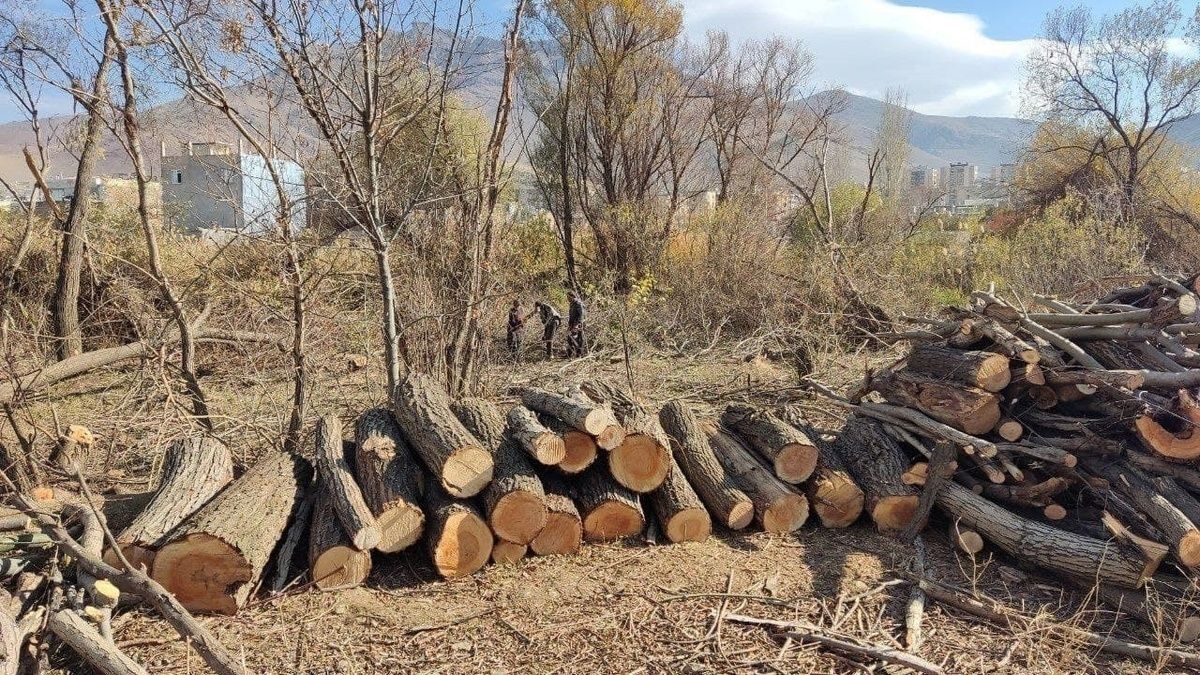 حکم قطع ۵۰ درخت توسط شورای شهر تهران