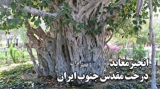 آگهی تجدید مناقصه سامانه تدارکات الکترونیکی دولت