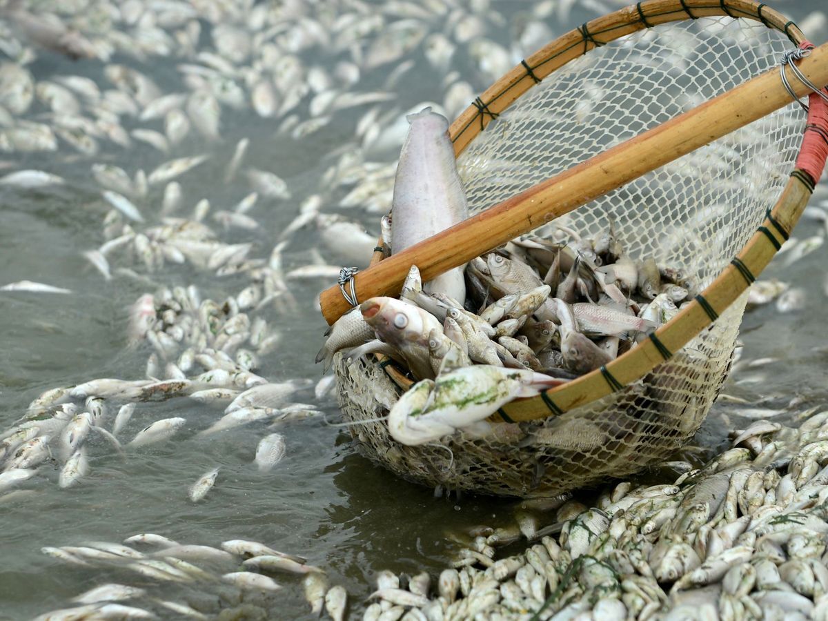 صید ماهی عجیب در چین: ماهی با سر پرنده (عکس)