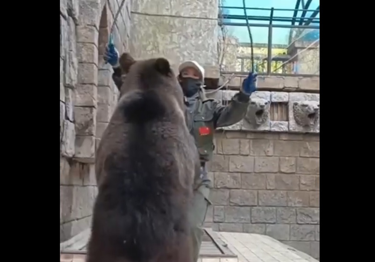 خرس غول‌پیکری که با انسان طناب می‌زند! (فیلم)