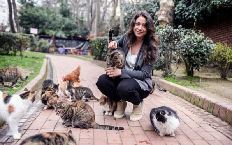 چرا استانبول شهر گربه‌ها است؟