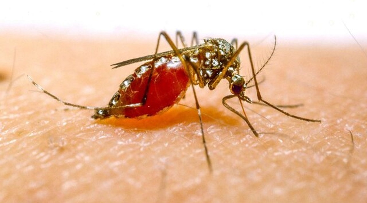 مرگ بیش از ۶۰۰ هزار نفر در جهان بر اثر مالاریا در ۲۰۲۱