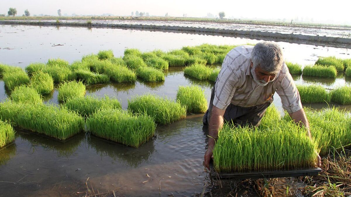 فرماندار زنجان: استفاده بیش از اندازه از سموم کشاورزی باعث بروز بیماری های صعب العلاج شده است