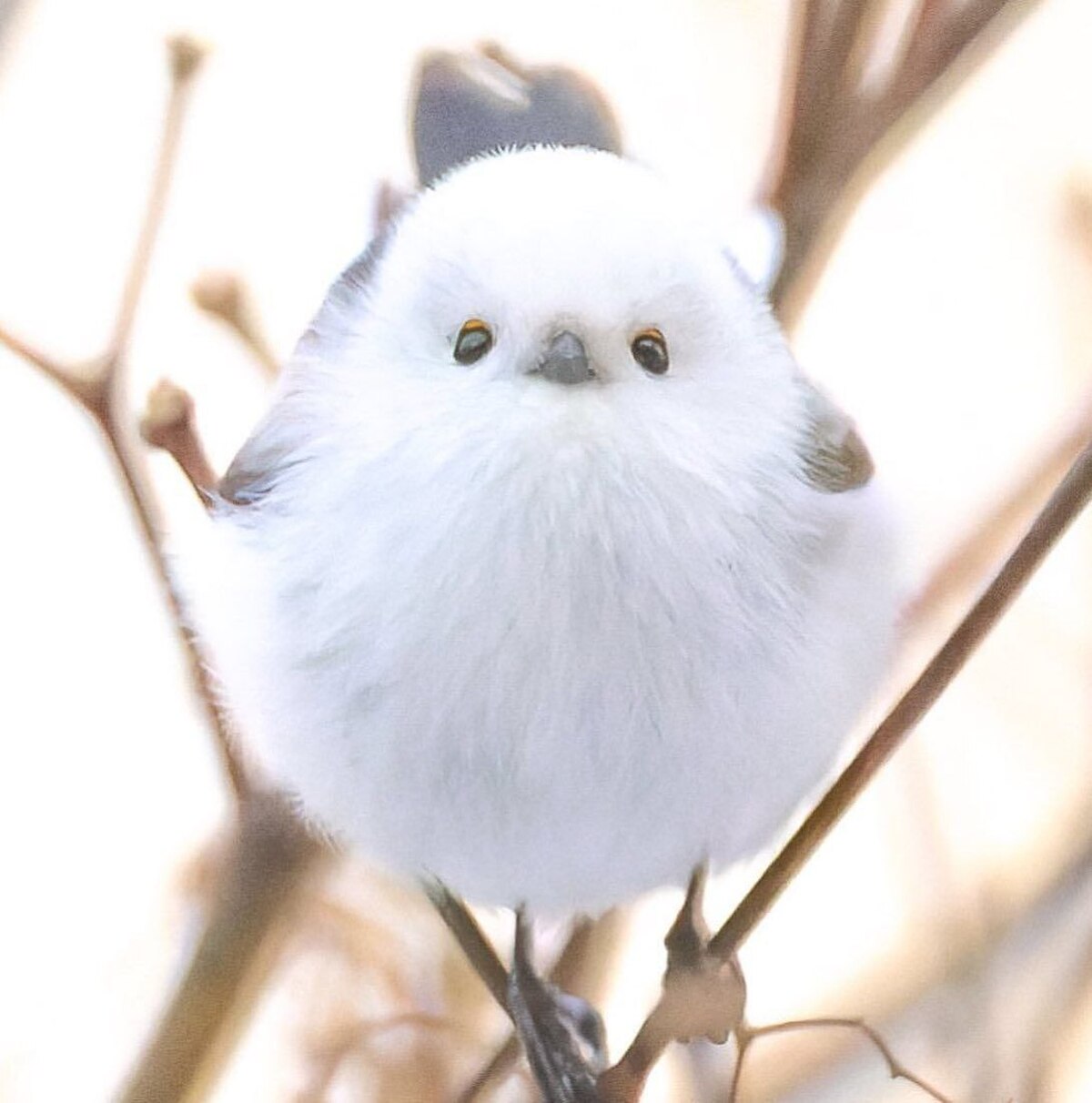 پرنده بومی ژاپن؛ گلوله برفی (عکس)