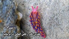 یکی از زیباترین حلزون‌های جهان را ببینید؛ حلزون دریایی رنگین کمانی نادر در بریتانیا (فیلم)