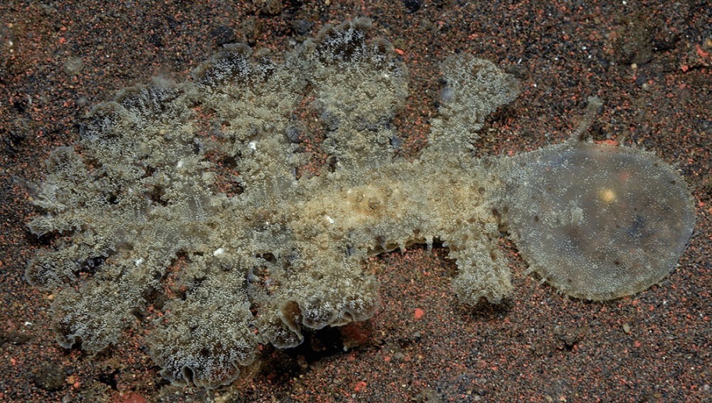 لیسه دریایی گوشتخواری که از سر خود همانند یک تور ماهیگیری استفاده می کند