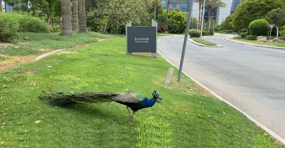 دبی طاووس