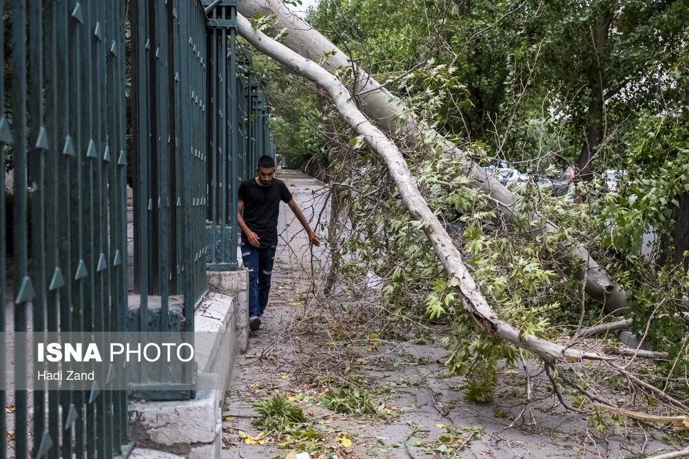 طوفان در تهران و قطع  تعدادی از درختان (عکس و فیلم)