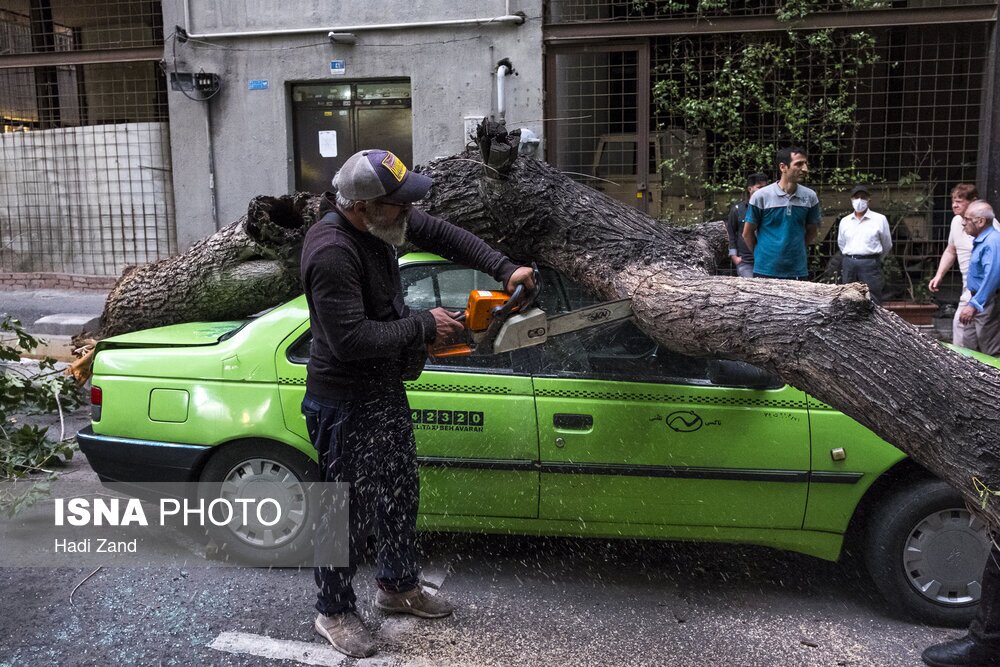 طوفان در تهران و قطع  تعدادی از درختان (عکس و فیلم)