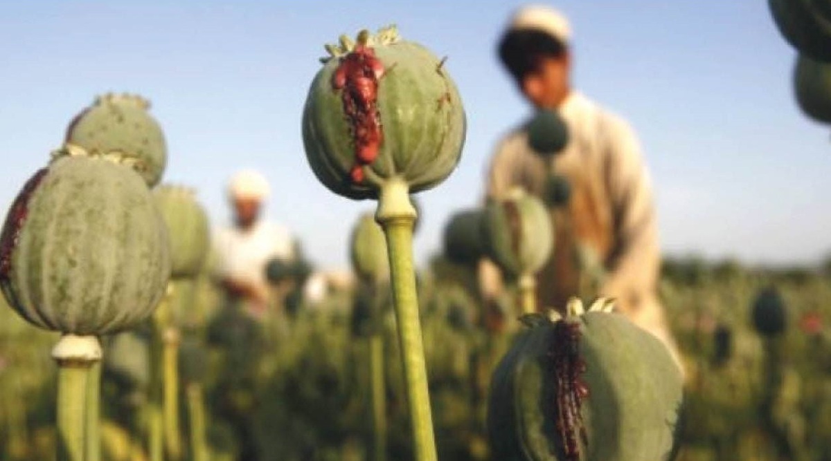 ستاد مبارزه با مواد مخدر: افغانستان در تولید تریاک و مخدرهای صنعتی رکورد زد