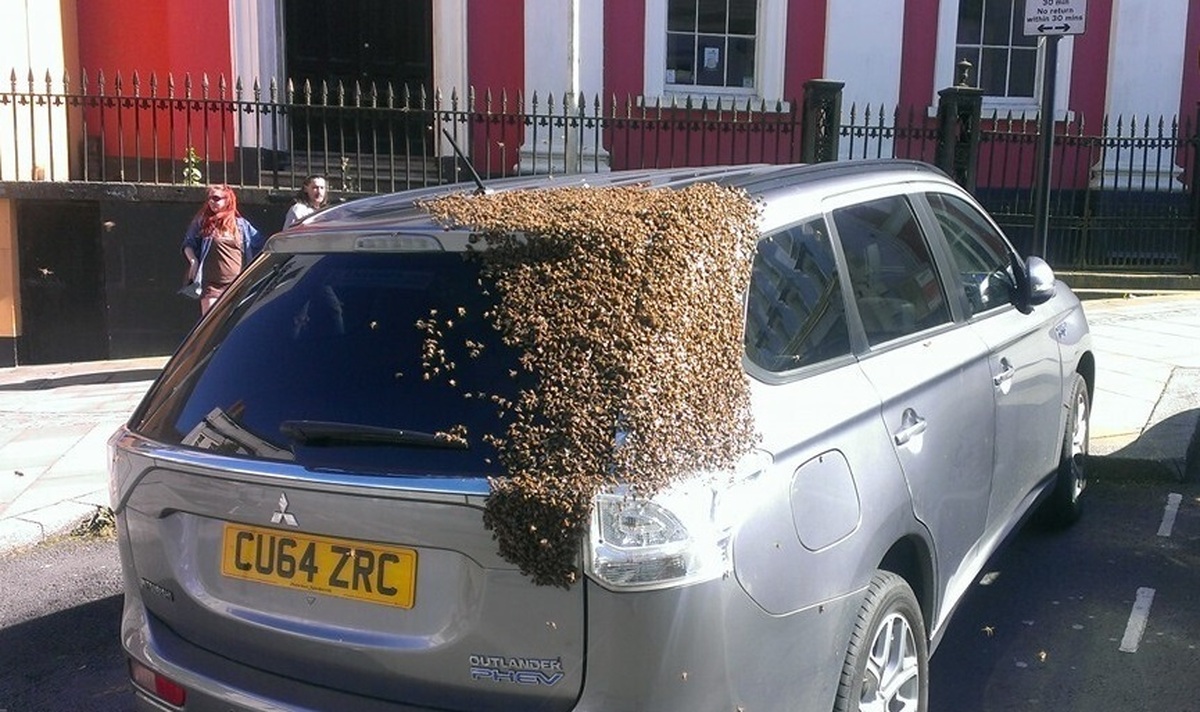 ۴۸ ساعت تعقیب یک خودرو توسط ۲۰ هزار زنبور عسل (عکس)