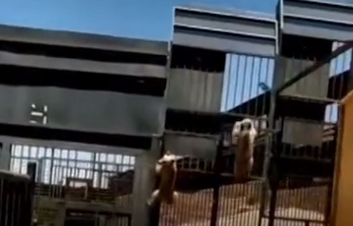 بیرون آمدن خرس‌های قهوه‌ای قزوین از قفس! (فیلم)