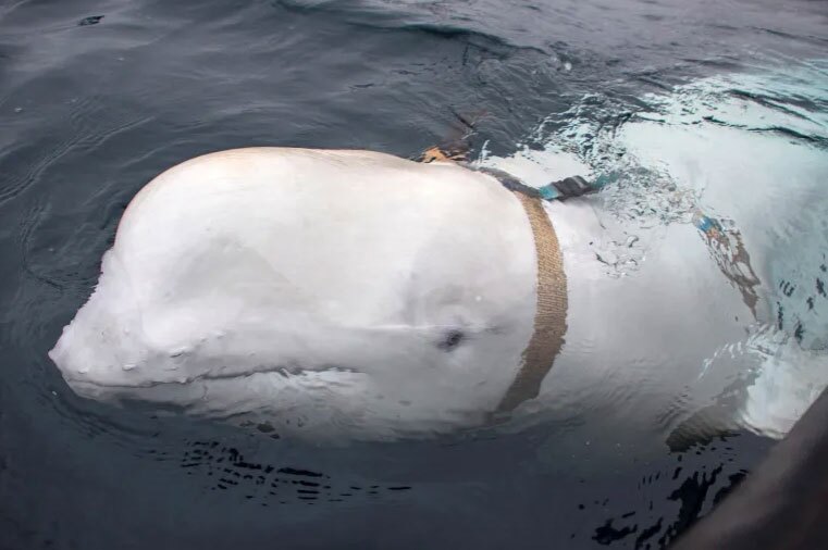 نهنگ سفید بلوگا که متهم به جاسوسی برای روسیه است  (+عکس)