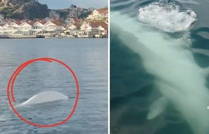 نهنگ سفید بلوگا که متهم به جاسوسی برای روسیه است  (+عکس)