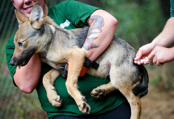 واکسینه کردن یک توله گرگ در یک مرکز نگهداری از حیوانات – آلمان