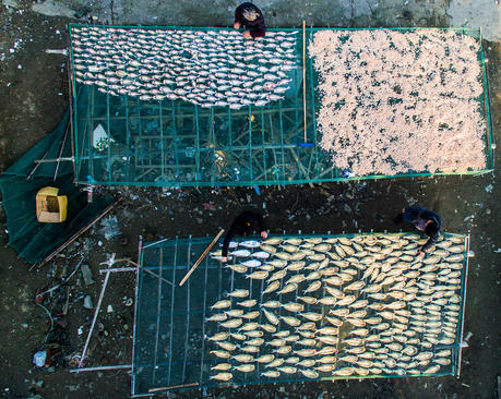 خشک کردن ماهی- چین