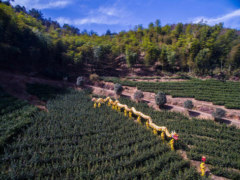 رقص اژدهای کشاورزان چینی در مزرعه چای – شانگشو چین