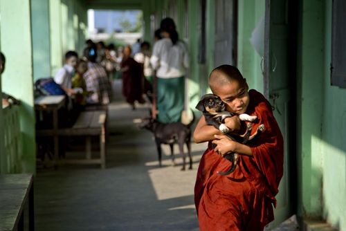 یک راهب نوجوان بودایی در معبدی در شهر یانگون میانمار در حال بازی با سگ