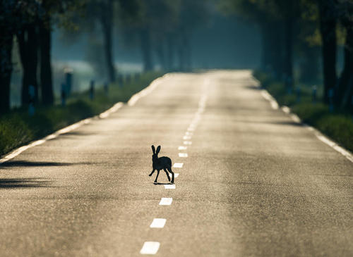 عبور یک خرگوش از عرض خیابان – آلمان