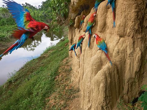 جایگاه طوطی ها در پارک ملی پرو