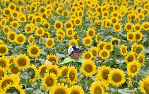 بچه ای سوار بر دوش پدر در حال بازدید از یک نمایشگاه گل و گیاه در ژاپن