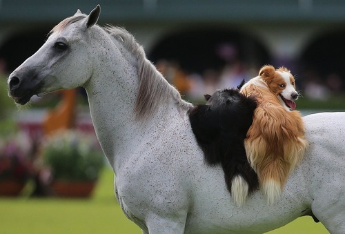 سواری گرفتن سگ ها از اسب در نمایشگاه اسب دوبلین