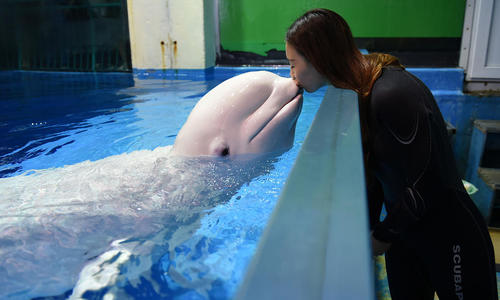 یک آموزش دهنده دلفین در هاربین چین
