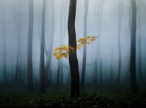 آغاز طبیعت پاییزه در جنگلی در بلغارستان