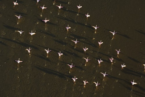 پرندگان مهاجر در دریاچه ای در کنیا