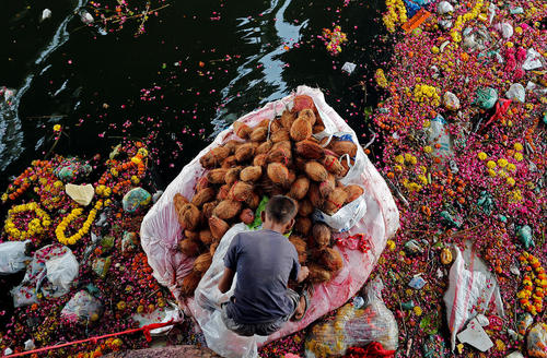 جمع آوری نارگیل های اهدا شده به خدای گانش پس از یک آیین مذهبی از رودخانه – احمد آباد هند