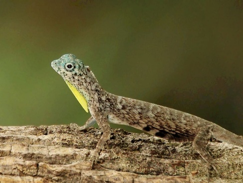 مارمولک دراکو