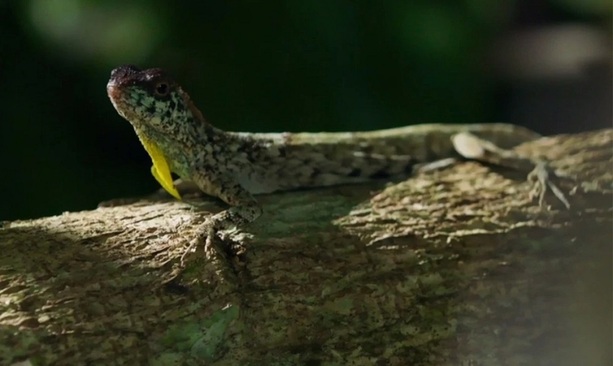 مارمولک دراکو