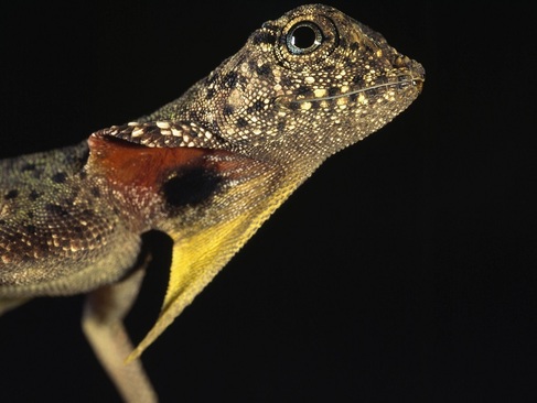 مارمولک دراکو