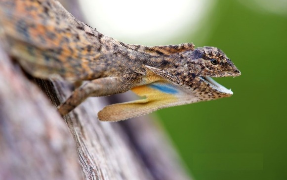 مارمولک دراکو