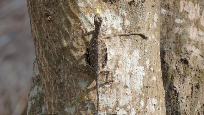 مارمولک دراکو