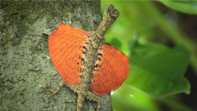 مارمولک دراکو