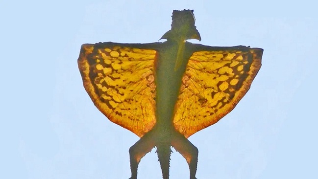 مارمولک دراکو