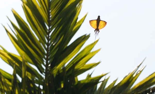 مارمولک دراکو