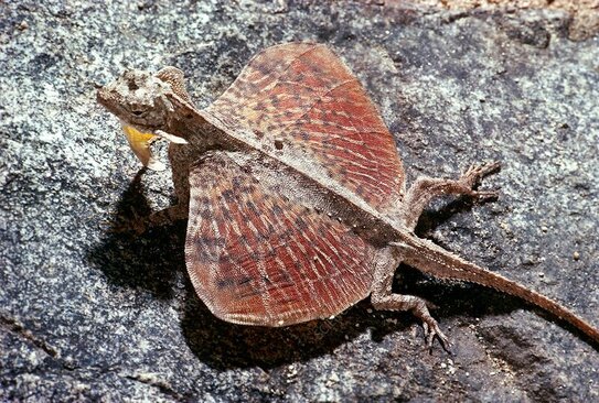 مارمولک دراکو