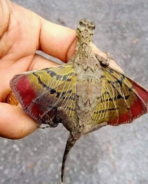 مارمولک دراکو