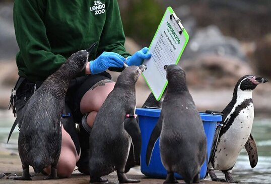 دیدنی های امروز؛ از سونامی کرونا در چین تا سرشماری باغ وحش لندن 7