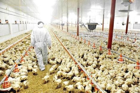 نرخ مصوب جدید هم تولیدکنندگان را راضی نکرد/ خطر توقف تولید مرغ