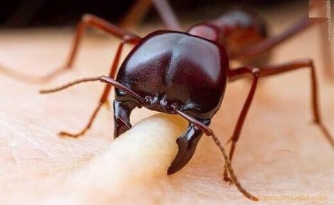 شکار سوسک بزرگ توسط دو مورچه!