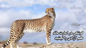 یوزپلنگی که هرگز طعم آزادی را نچشید/ داستان غم‌انگیز زندگی کوشکی، از اسارت تا مرگ (فیلم)