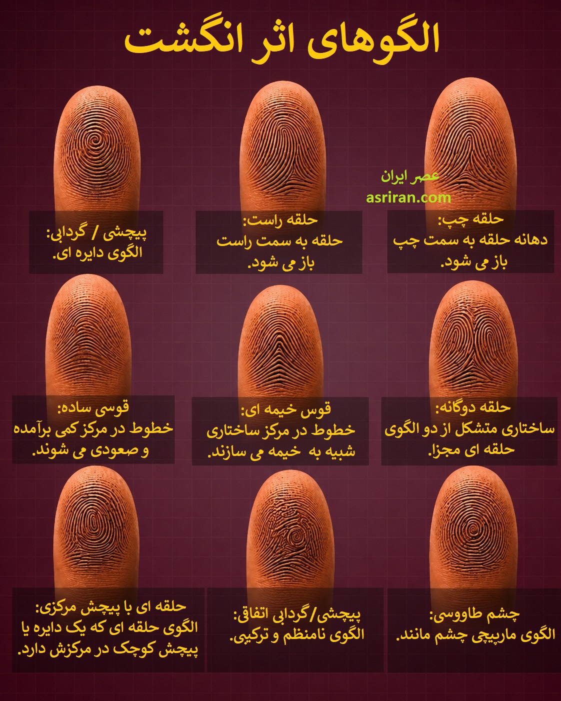 راز خطوط ظریف دست؛ امضای بیولوژیکی که هرگز تغییر نمی کند / شما کدام الگو را دارید؟ (+ اینفوگرافیک) 2