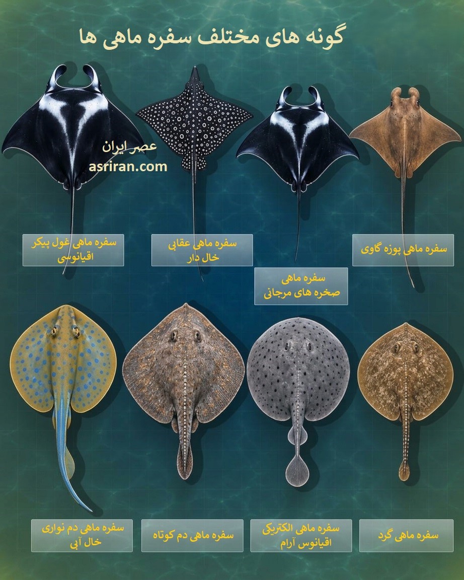 اینفوگرافیک مقایسه 8 گونه سفره ماهی اینفوگرافیک مقایسه 8 گونه سفره ماهی