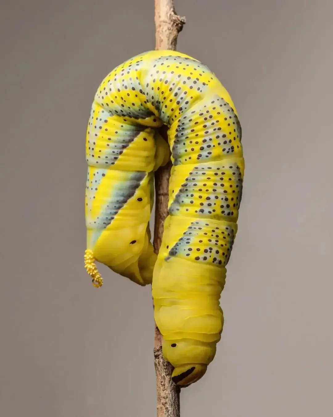 123615 123615