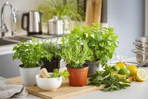 ۶ سبزی و ادویه ای که ویتامین C آن ها بیشتر از چیزی است که فکر می کنید