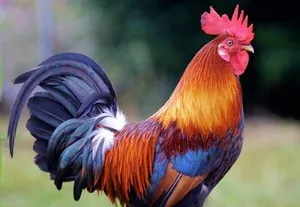ببینید | مجبوری مگه؟