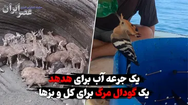 یک جرعه آب برای هدهد؛ یک گودال مرگ برای کل و بزها / دو تصویر از یک ماجرا